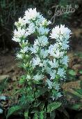 Campanula glomerata var. alba